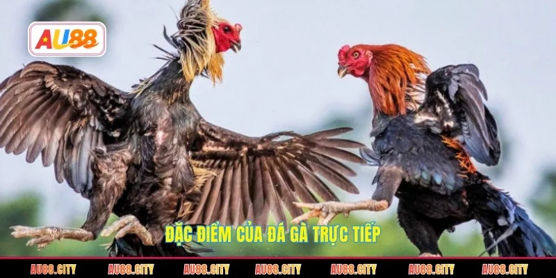Đặc điểm của đá gà trực tiếp